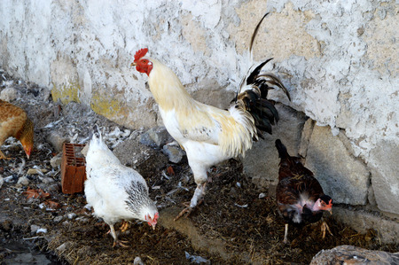 Natural Chicks